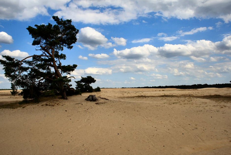 National Park De Hoge Veluwe, Gelderland Province, Netherlands